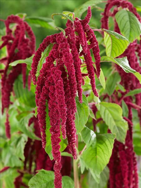 Amaranthus caudatus