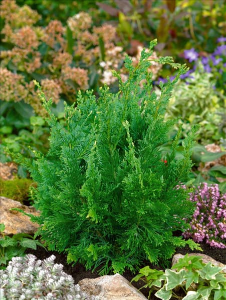 Chamaecyparis lawsoniana Wisselii
