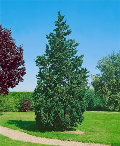Chamaecyparis lawsoniana Wisselii