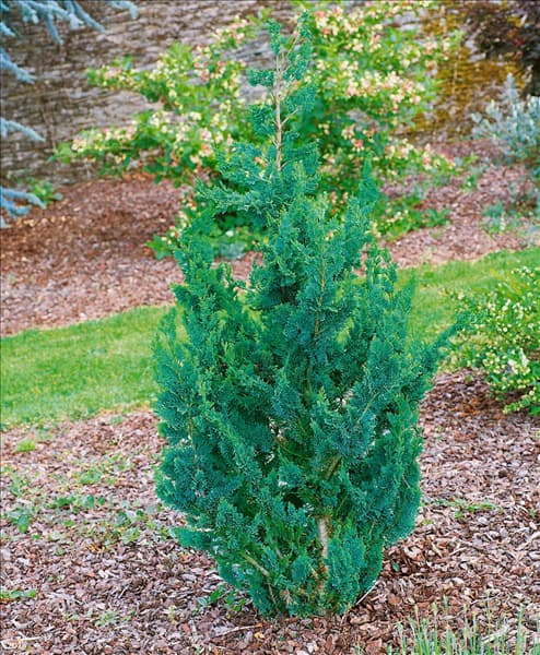 Chamaecyparis lawsoniana Wisselii