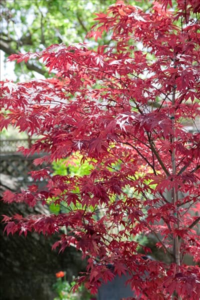 Acer palmatum Fireglow