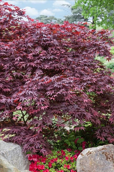 Acer palmatum Fireglow