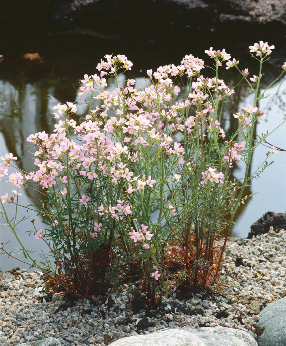CARDAMINE PRATENSIS