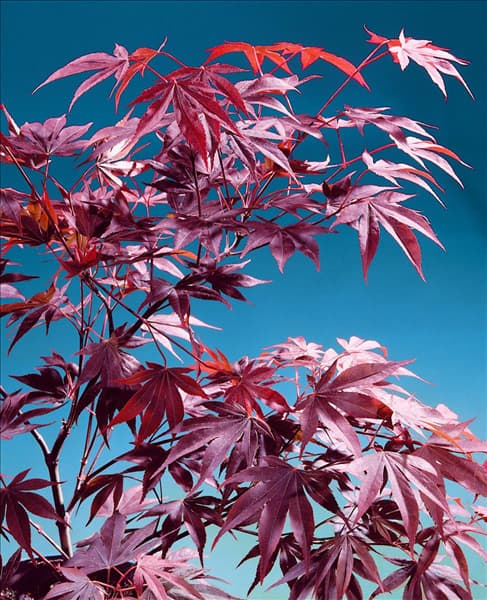 ACER PALMATUM FIREGLOW