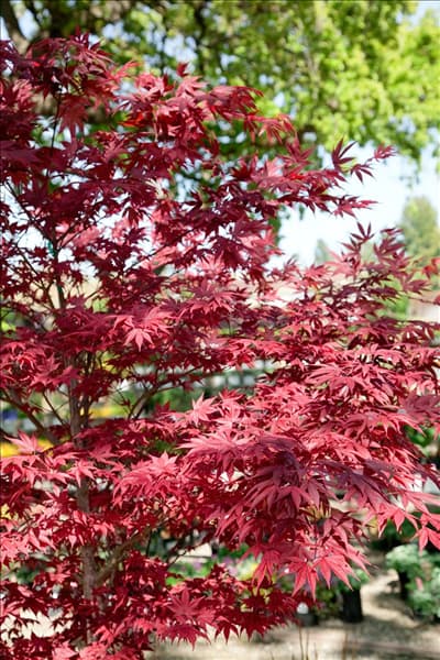Acer palmatum Fireglow