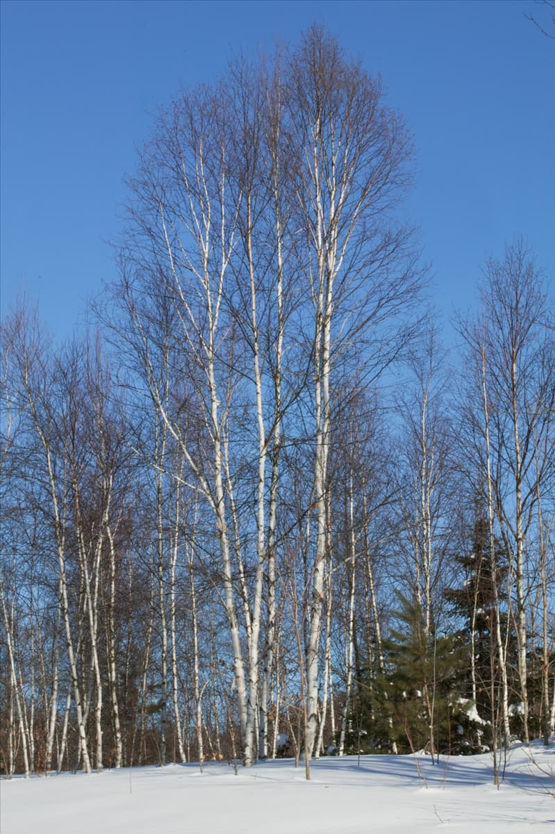 Betula papyrifera