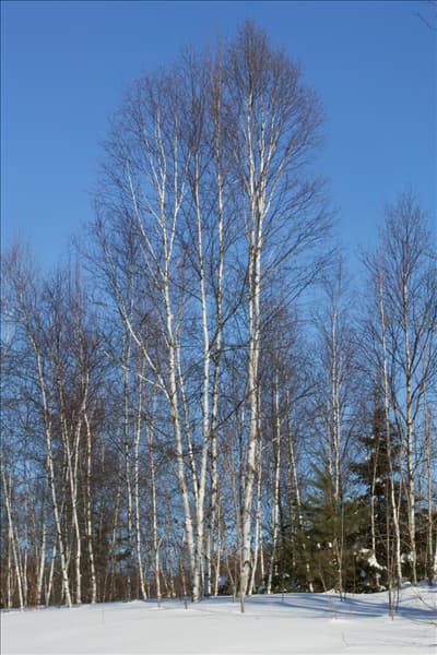 Betula papyrifera