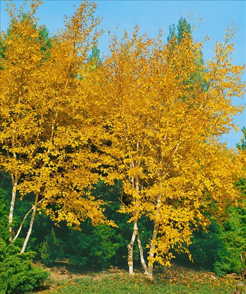Betula papyrifera
