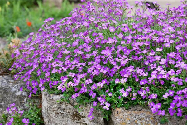 Aubrieta Dr Mules
