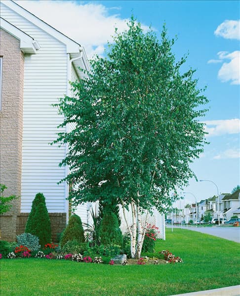 BETULA PAPYRIFERA