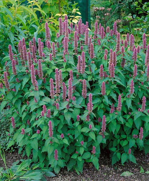 Agastache mexicana