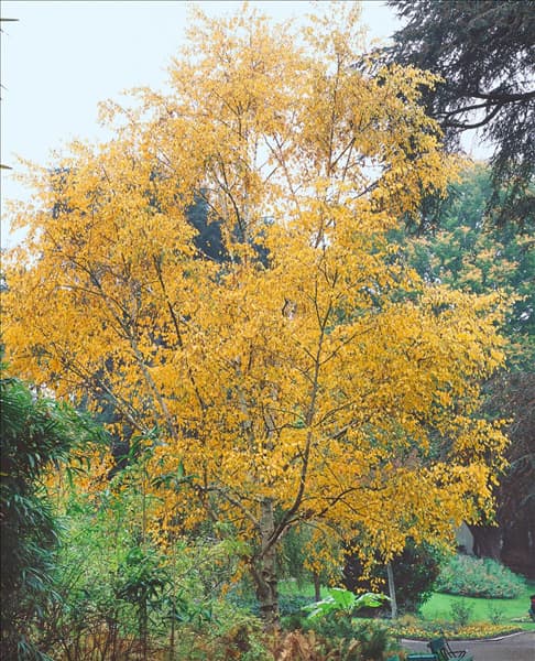 Betula papyrifera