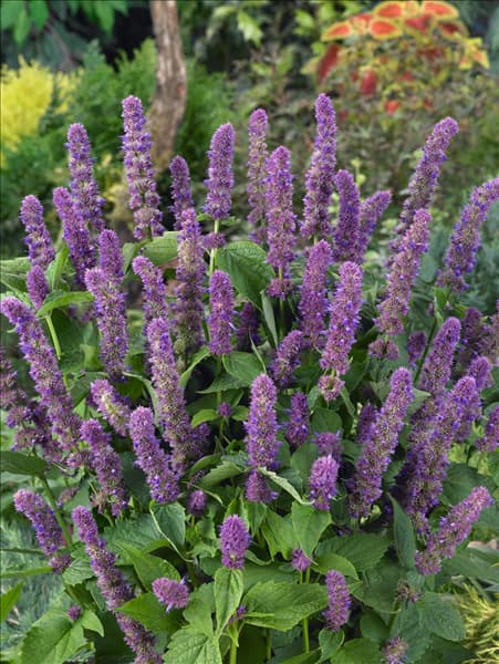 Agastache mexicana