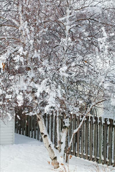 Betula papyrifera