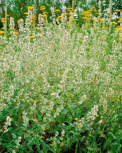 Agastache mexicana