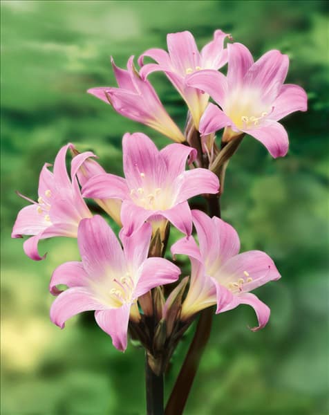 Amaryllis Belladonna