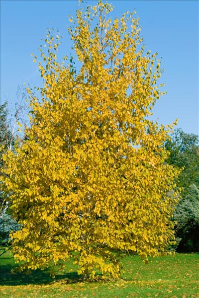 Betula papyrifera in autumn