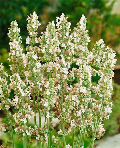 Agastache mexicana