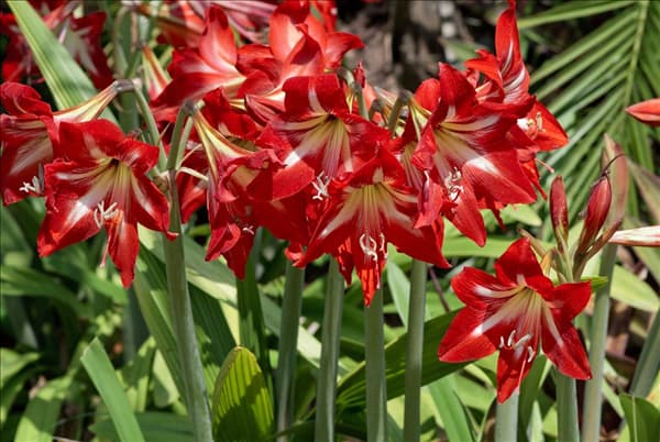 Amaryllis