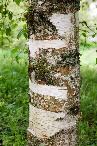 Betula papyrifera