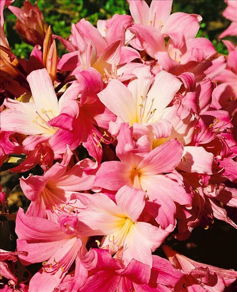 Amaryllis BELLADONNA