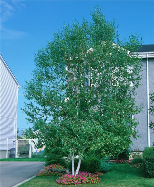 BETULA PAPYRIFERA