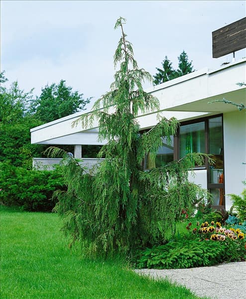 Chamaecyparis nootkatensis Pendula