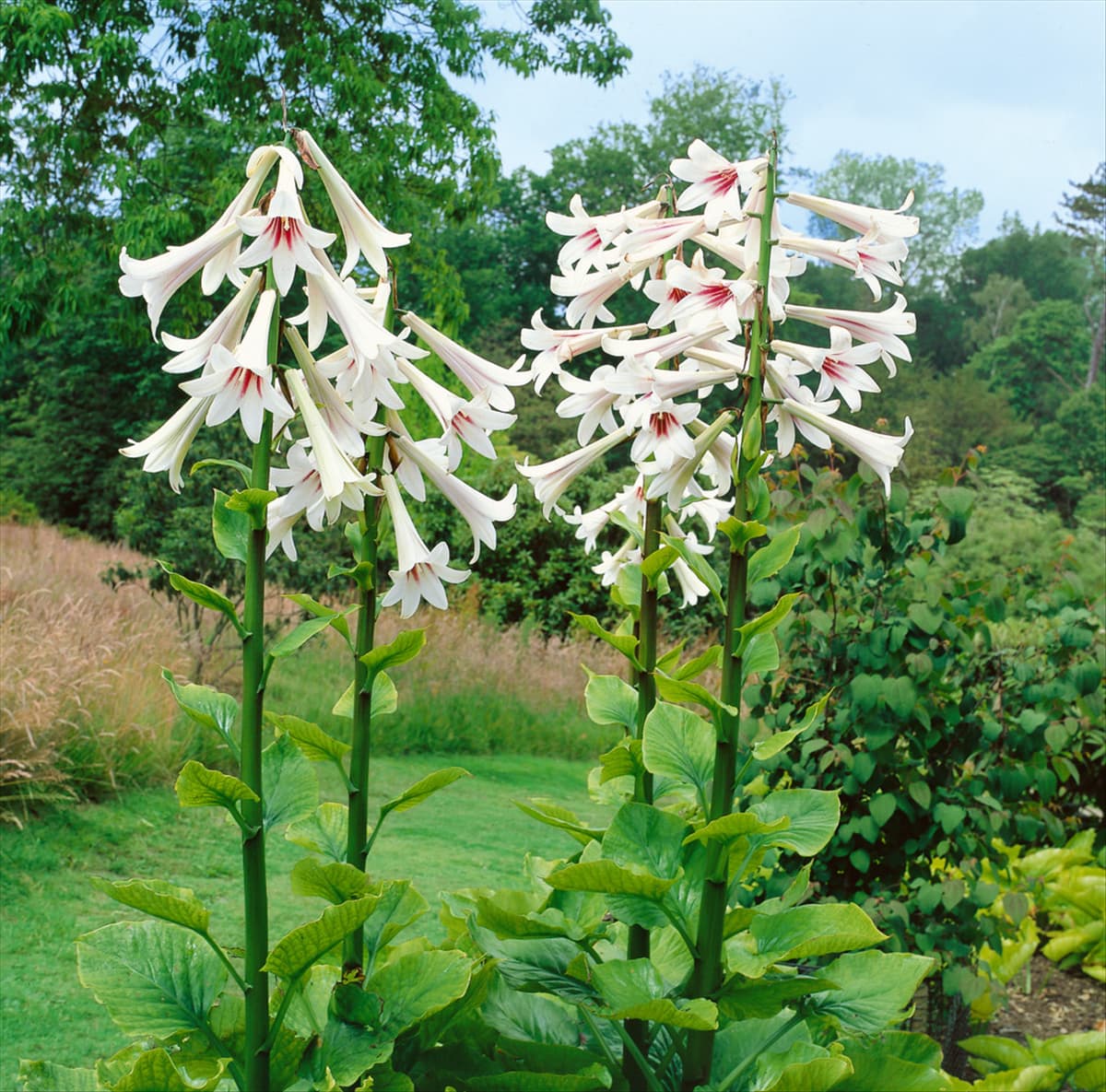 Cardiocrinum giganteum