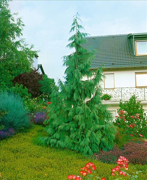 Chamaecyparis nootkatensis Pendula