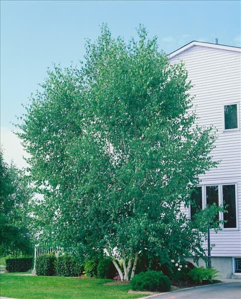 BETULA PAPYRIFERA