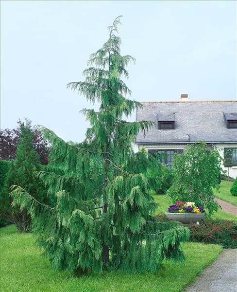 Chamaecyparis nootkatensis Pendula