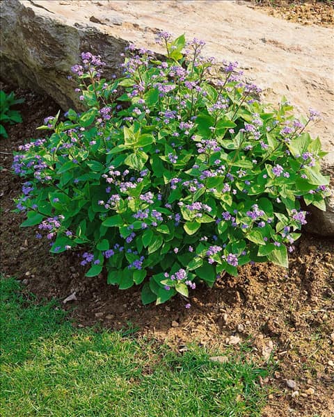 BRUNNERA MACROPHYLLA