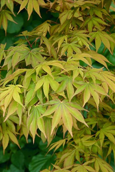 Acer palmatum Ozakazuki
