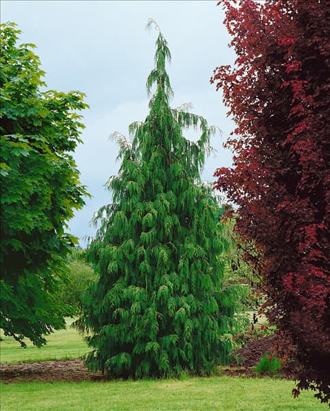 Chamaecyparis nootkatensis Pendula