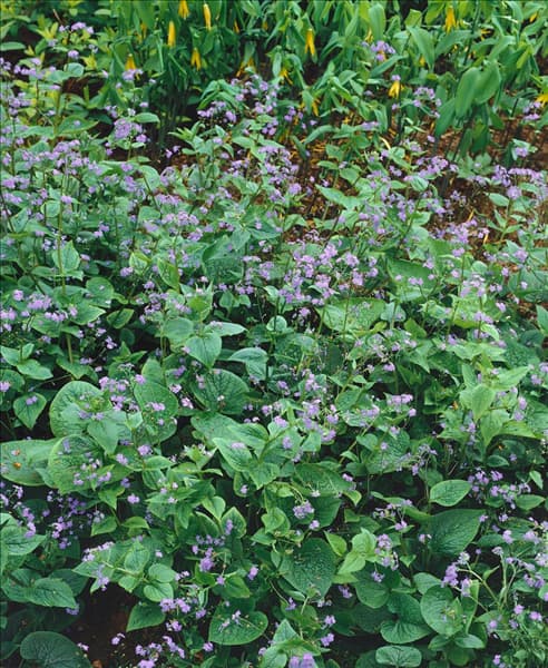 BRUNNERA MACROPHYLLA