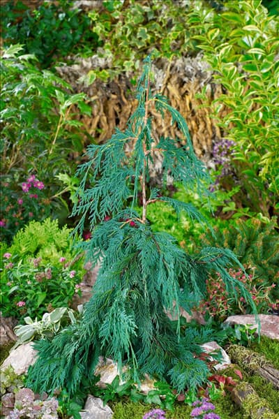 Chamaecyparis nootkatensis Pendula