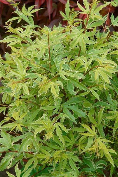 Acer palmatum Kagiri-nishiki