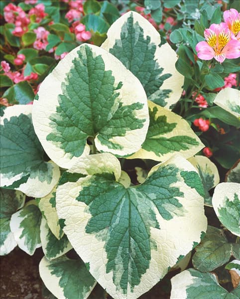 Brunnera macrophylla Variegata