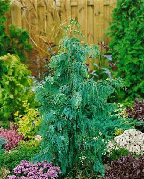 Chamaecyparis nootkatensis Pendula