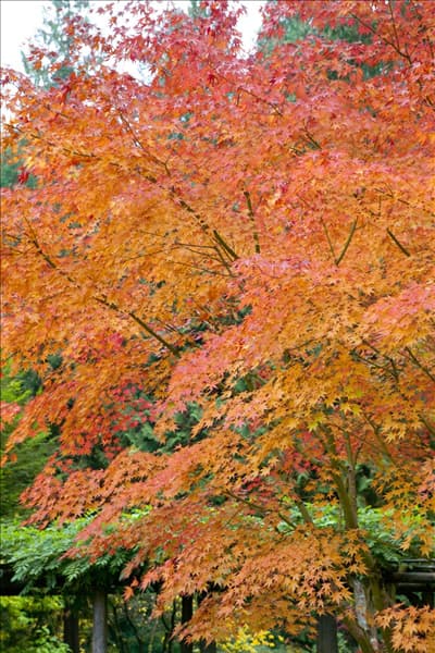 Acer palmatum im Herbst