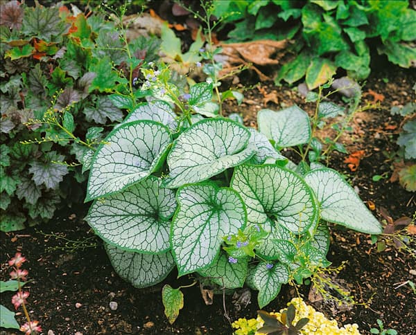 Brunnera macrophylla Jack Frost