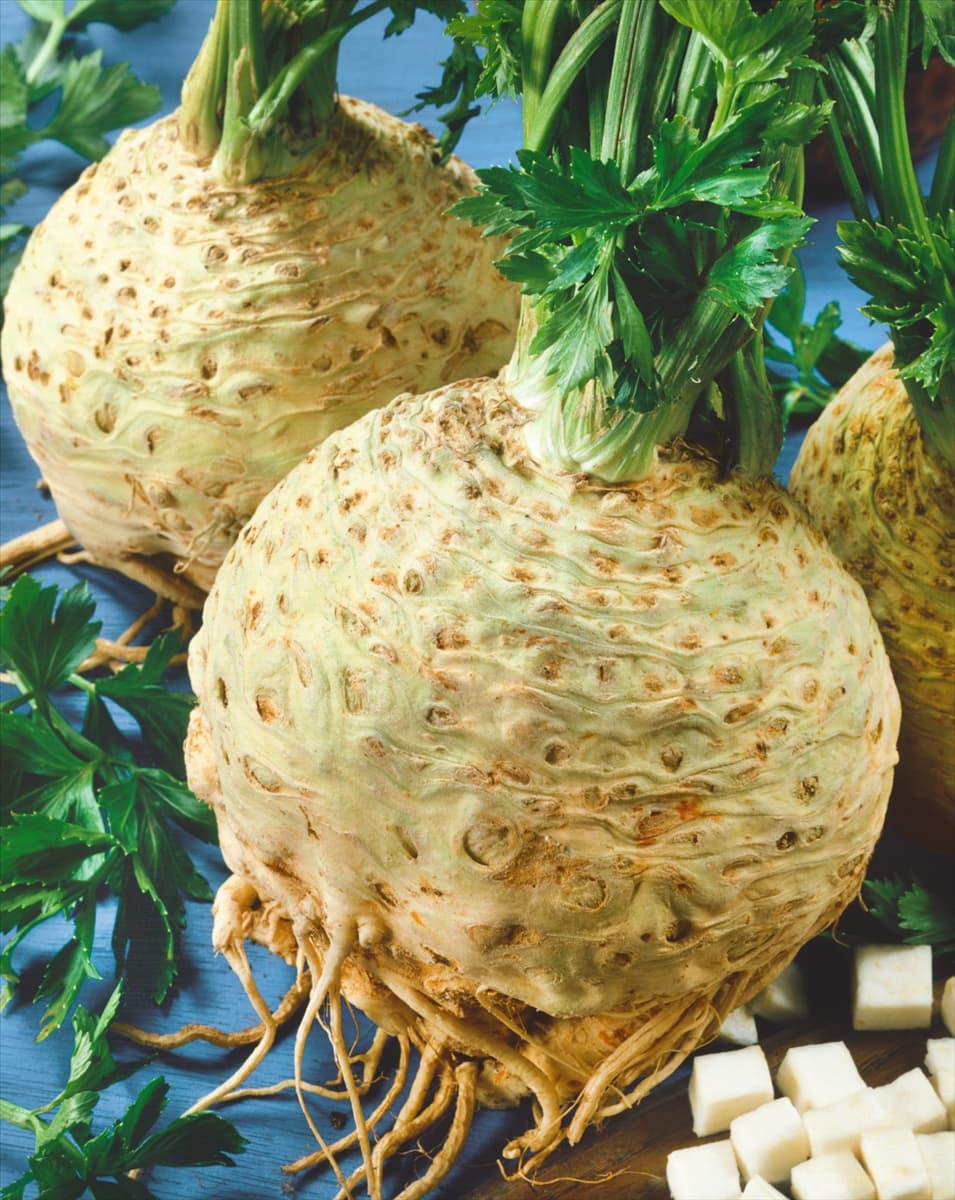 Knollensellerie APIUM RAPACEUM ALAB