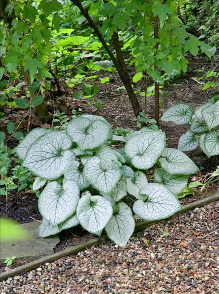 Brunnera macrophylla Jack Frost