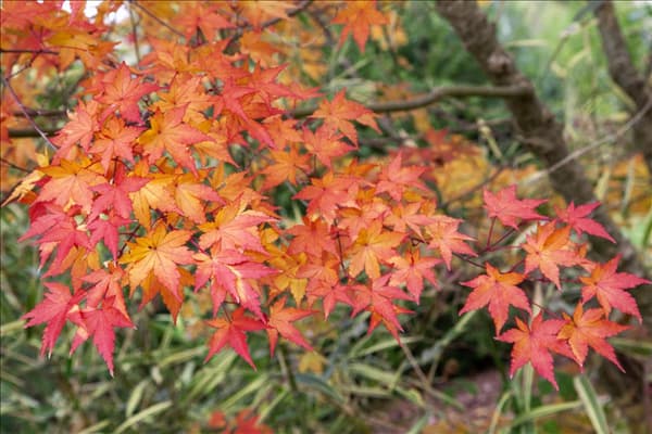 Acer palmatum