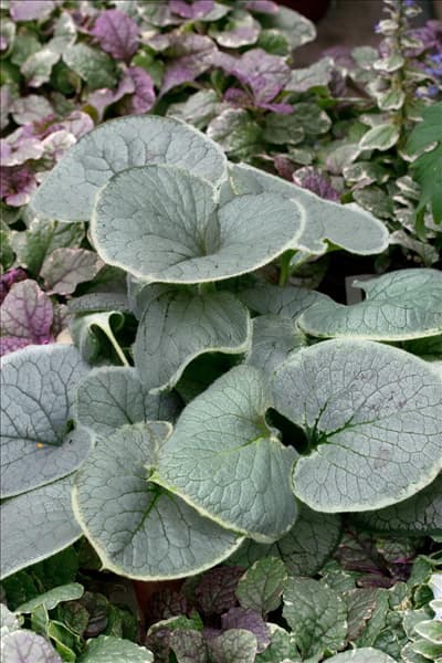 Brunnera macrophylla King´s Ransom