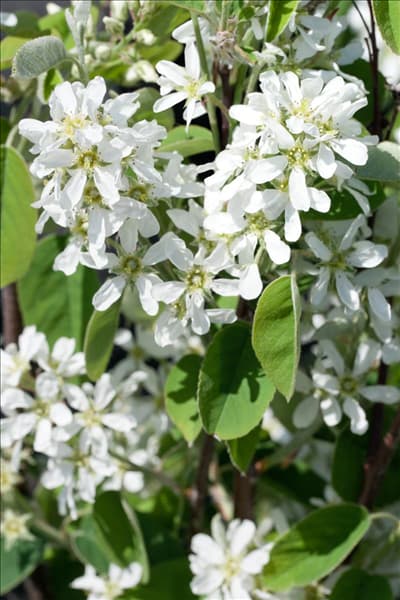 Amelanchier alnifolia