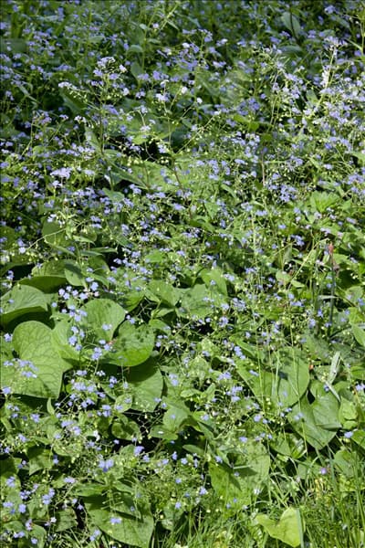 Brunnera macrophylla