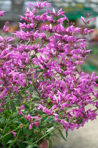 Agastache mexicana Acapulco Rose