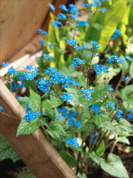 Brunnera macrophylla