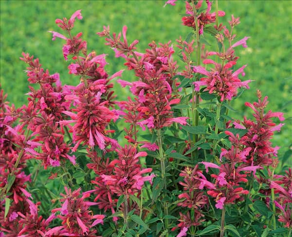 Agastache mexicana Acapulco Purple
